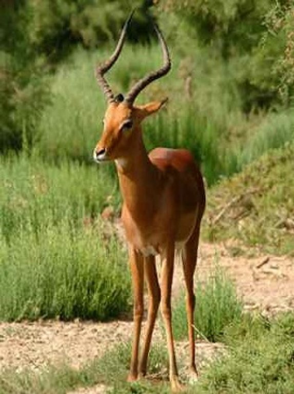 antilope.jpg